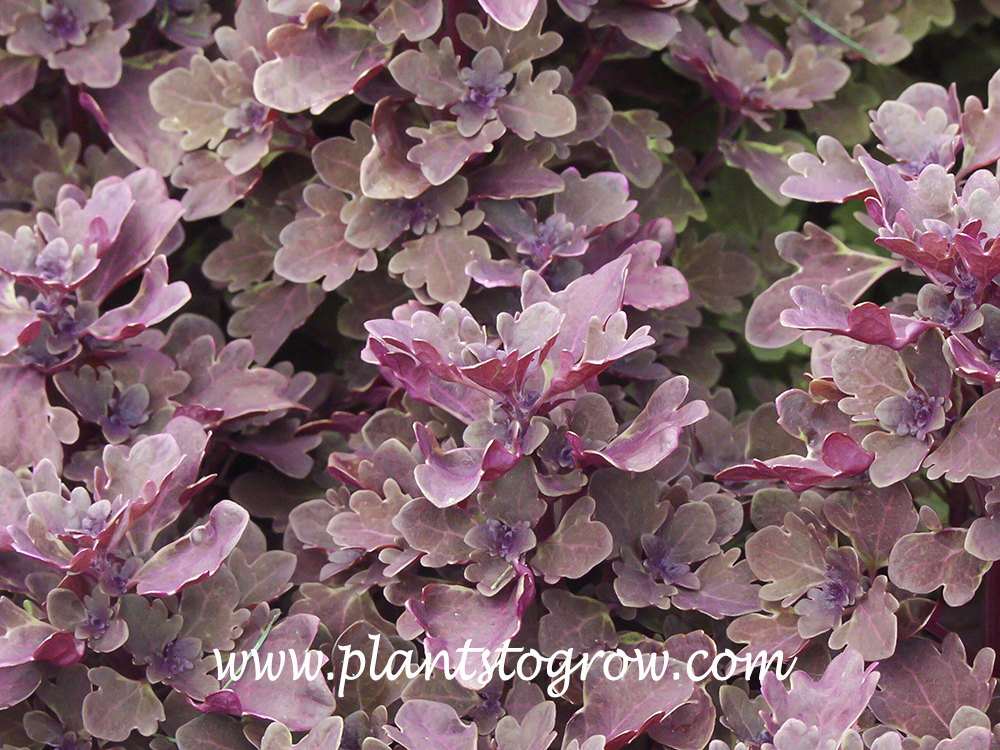 Duckfoot Red Coleus (Solenostemon scutellarioides)